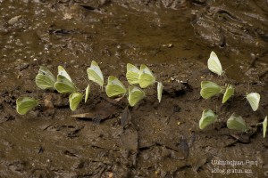Marquez Butterflies