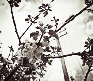 SKYFLOWER