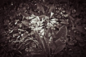 COWSLIP FLOWER